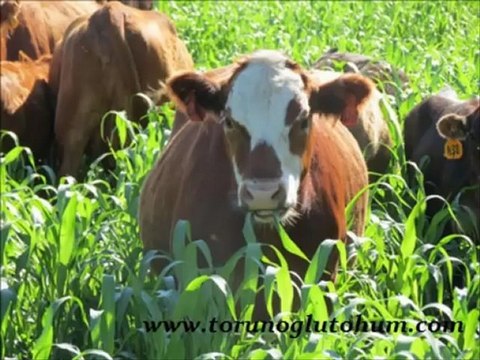 SORGUM SUDAN OTU TOHUMU MELEZİ,SORGUM OTU TOHUMU NASIL EKİLİR