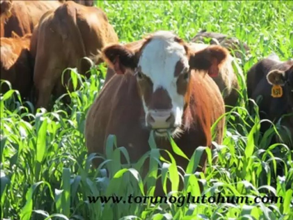 SORGUM SUDAN OTU TOHUMU MELEZİ,SORGUM OTU TOHUMU NASIL EKİLİR