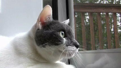 Chat parle aux oiseaux