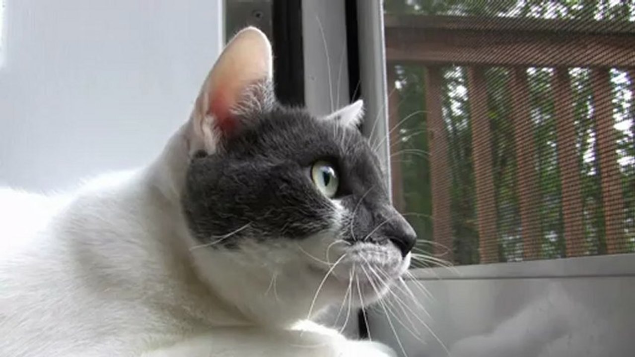 Chat parle aux oiseaux