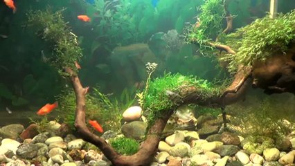 Прив'язав мохи до дерева. Грудень 2012