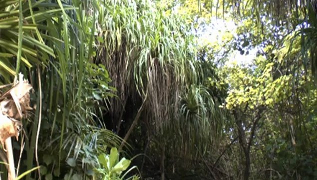 Maldives: Laamu / Atoll de Nihande