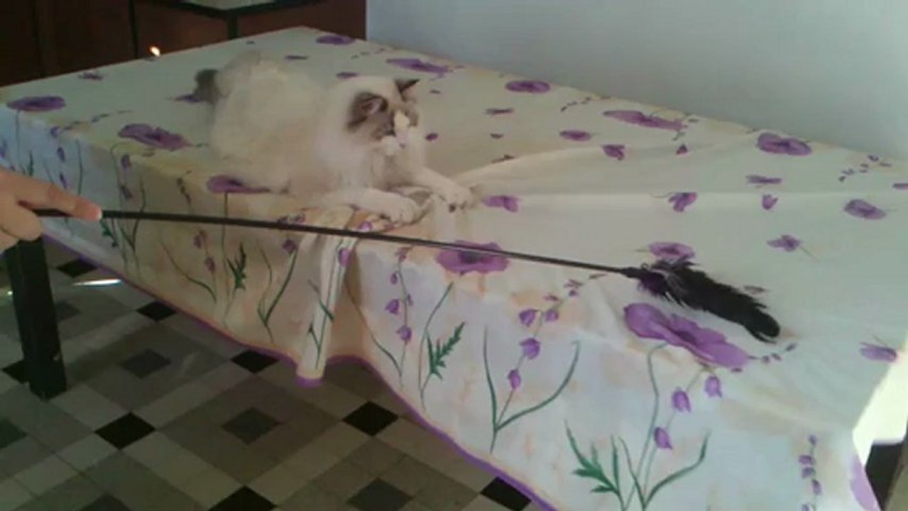 ragdoll des joyaux bleus