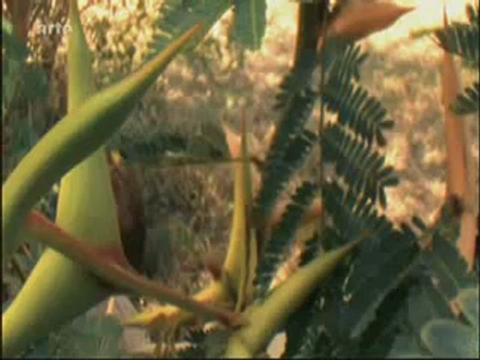 La force cachée des plantes - Comme des bêtes 1/2