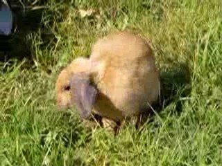 Betty fait sa toilette