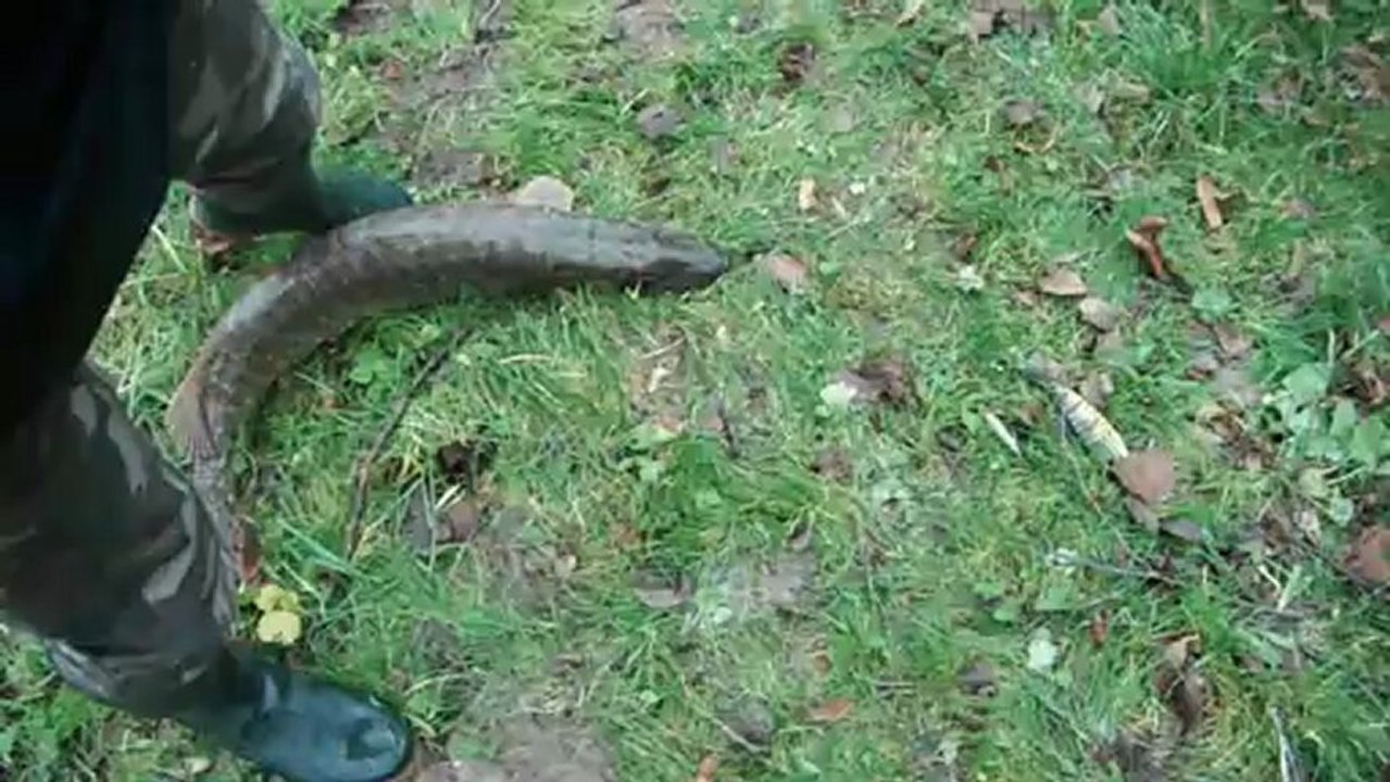 Release Broc 1m08 par Doudou