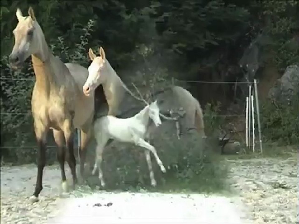 To άλογο Akhal-Teke... με τη μεταλλική λάμψη!
