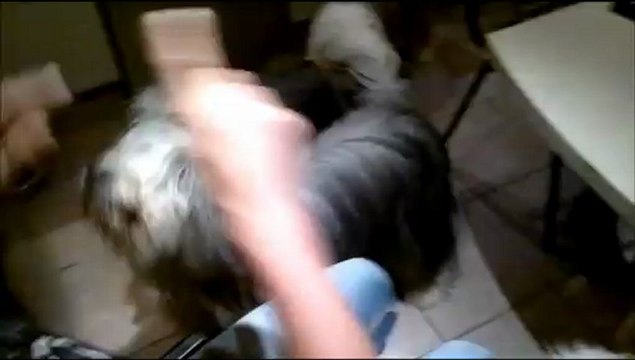 Bonnes Fêtes de fin d'année et bonne année de la part des Sheytane...