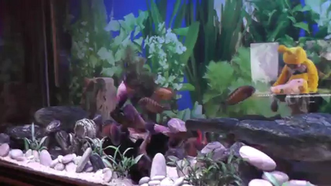 Tropheus ilangi yemleme-1