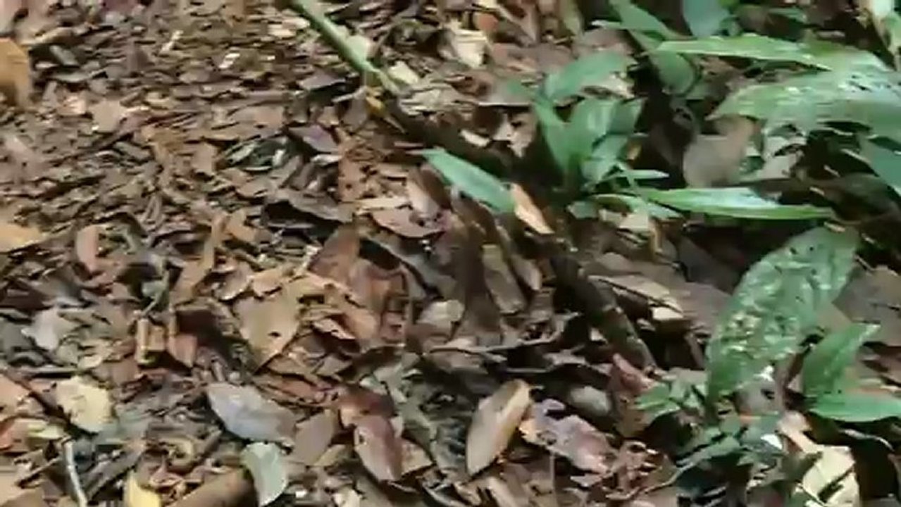 Un serpent sur notre chemin...