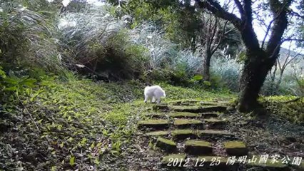 2012 12 25  陽明山國家公園 with Fina  -  Flamenco Guitar  Al Obo