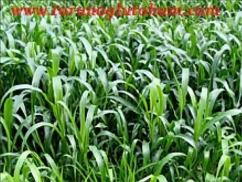 SORGUM SUDAN OTU TOHUMU FİYATLARI,SORGUM BİTKİSİ,SORGUM NEDİR