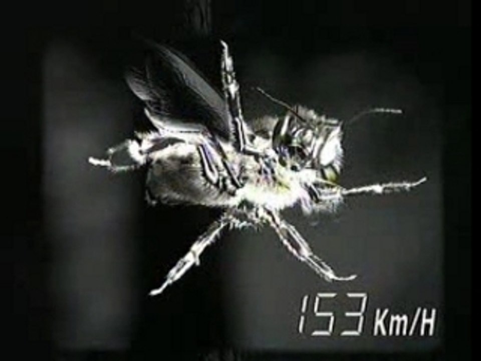 KitKat - Abeille