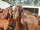 halep ciftlikleri cesitleri,Halep kecisi verimi,halep kecisi süt verimi