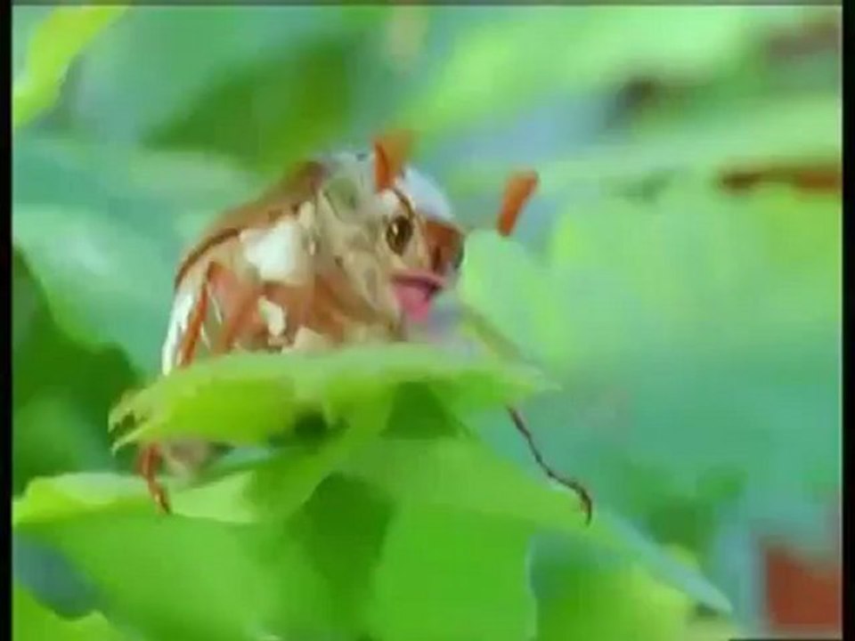 Ballade de l'arche de Noé