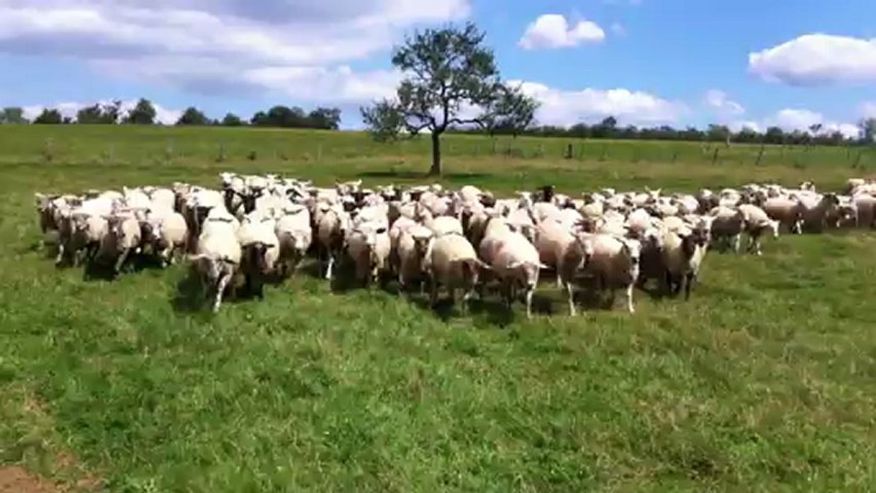 Dixie Entrainement troupeau chez Christian et Sandrine juillet 2012