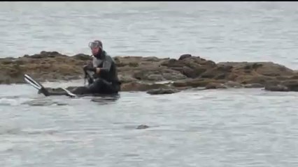 des orques un plongeur, un chien