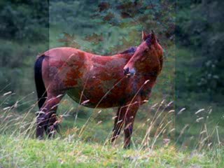 Allman Brothers Band - Dreams