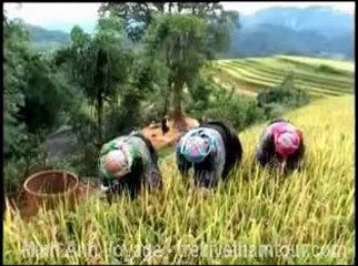 Скачать видео: Ruong bac thang Mu Cang chai Yen Bai Vietnam