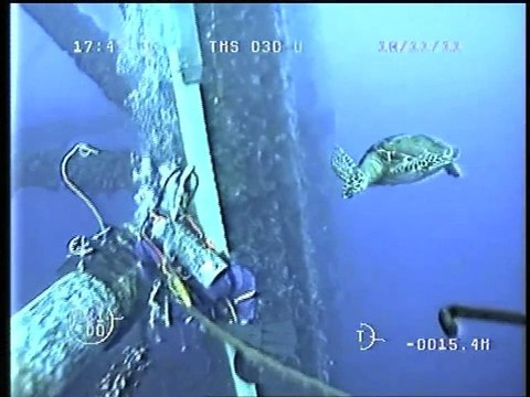 Plongeur rencontre une tortue