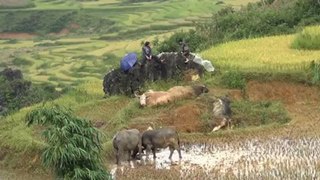 Choi trau - Buffalos fighting