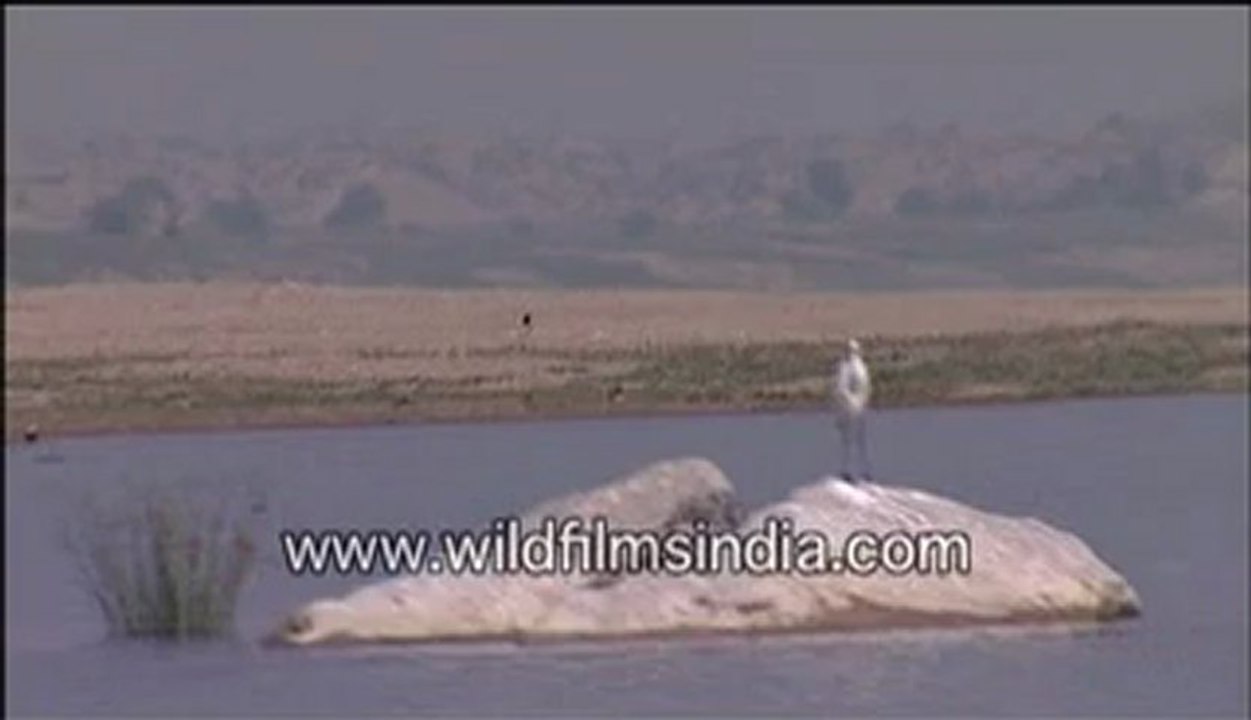 Birds near a lake-MPEG-4 800Kbps.mp4