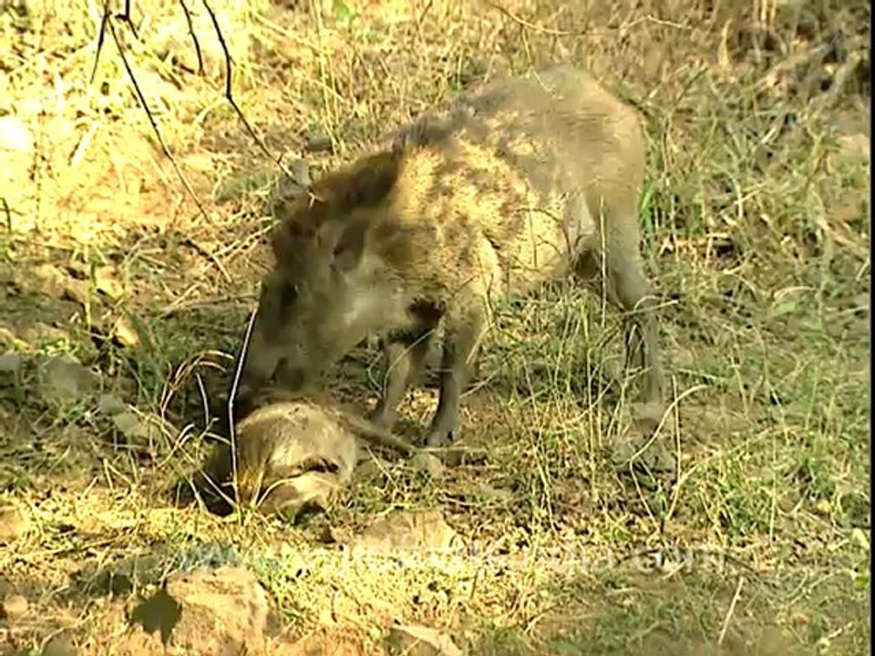 Boar eating boar-sariska-BD-no name-3.mov