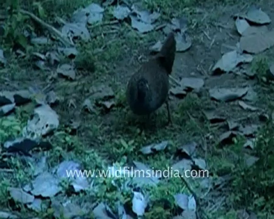 Corbett DB 161b_2.mov
