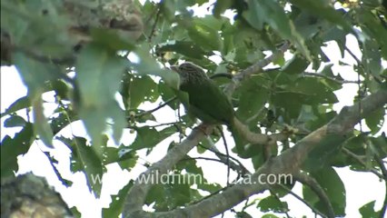 Corbett HDC 58_1.mov