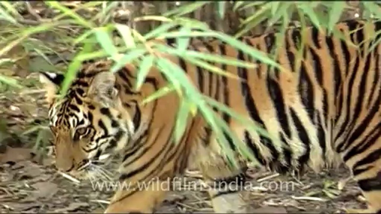 Corbett national park.mov