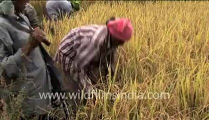 Crops hervesting_2.mp4