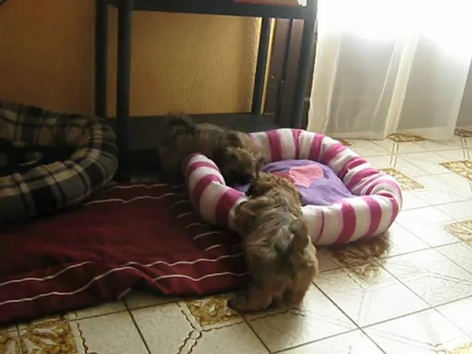 2 petites femelles shih tzus lof du clos chadocay