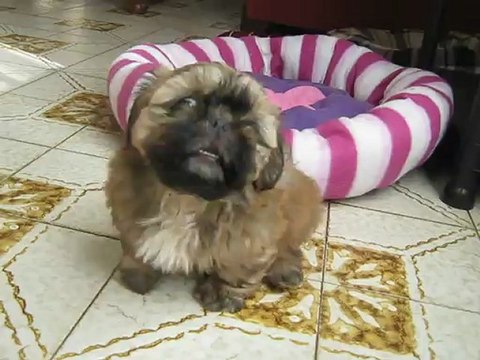 2 chiots femelles shih tzus duclos chadocay