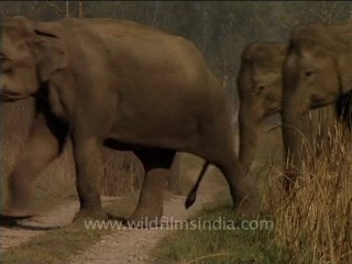 Elephant herd crossing a road-4.mov