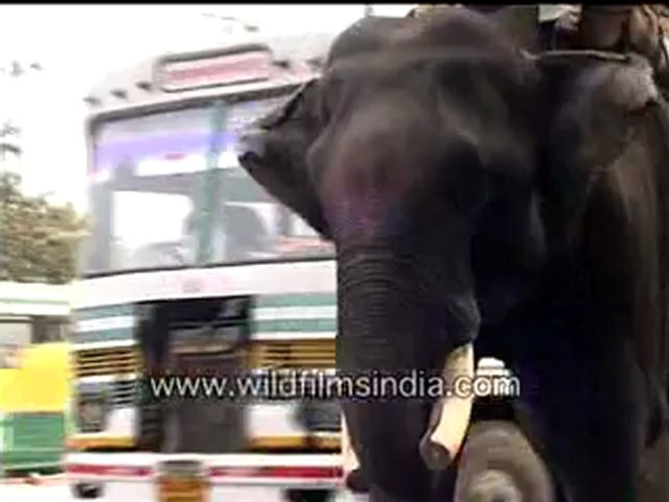 Elephant in a city