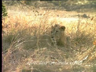 Gujarat-Gir-DVC-5-3.mov