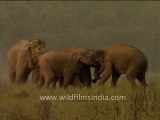 Elephants fighting-2.mov