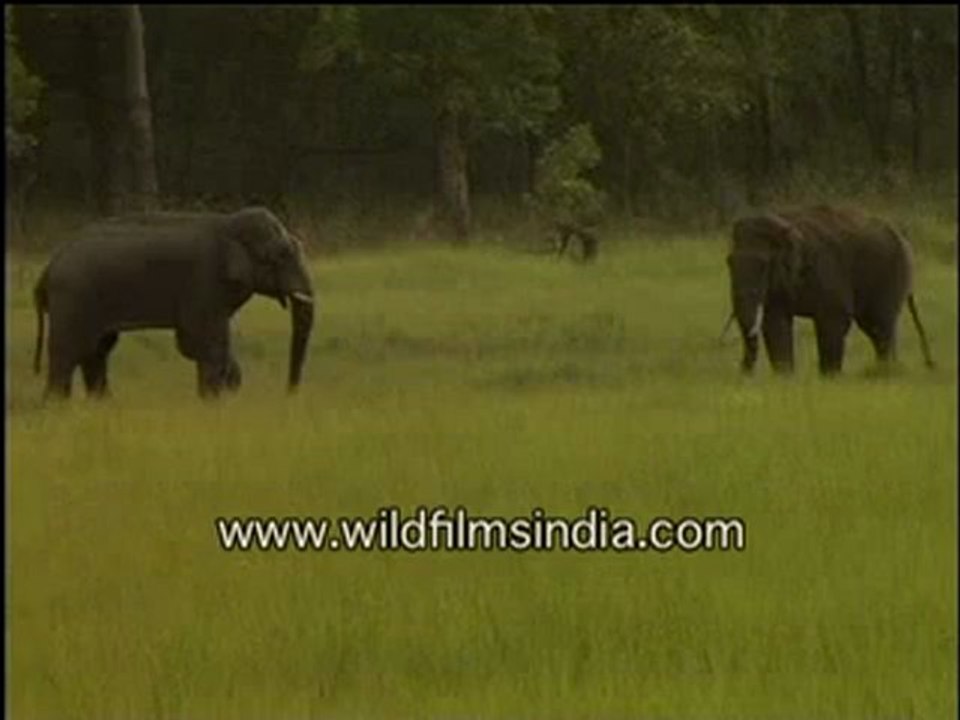 Elephants Fighting