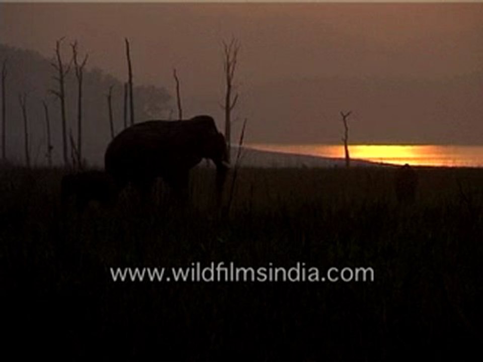 Elephants racing-MPEG-4 800Kbps.mp4
