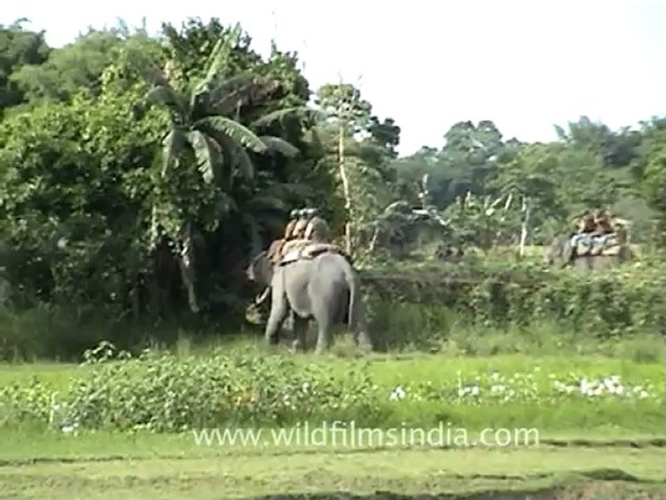 Elephants riding_5.mov