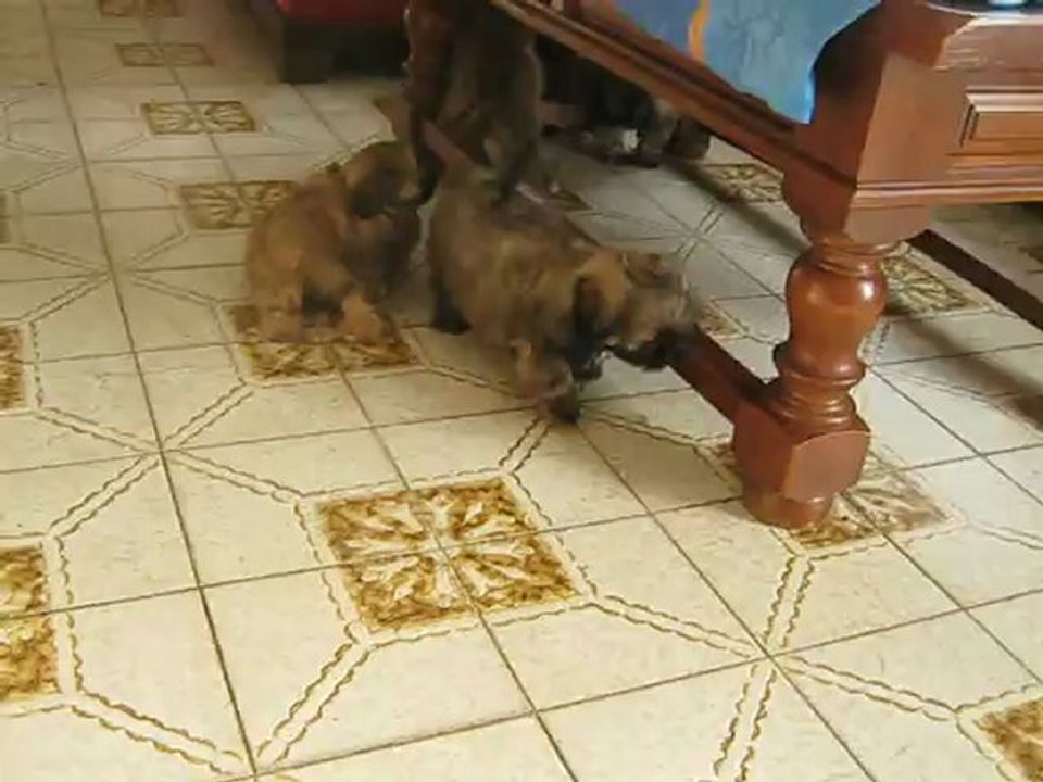 chiots shih-tzus lof