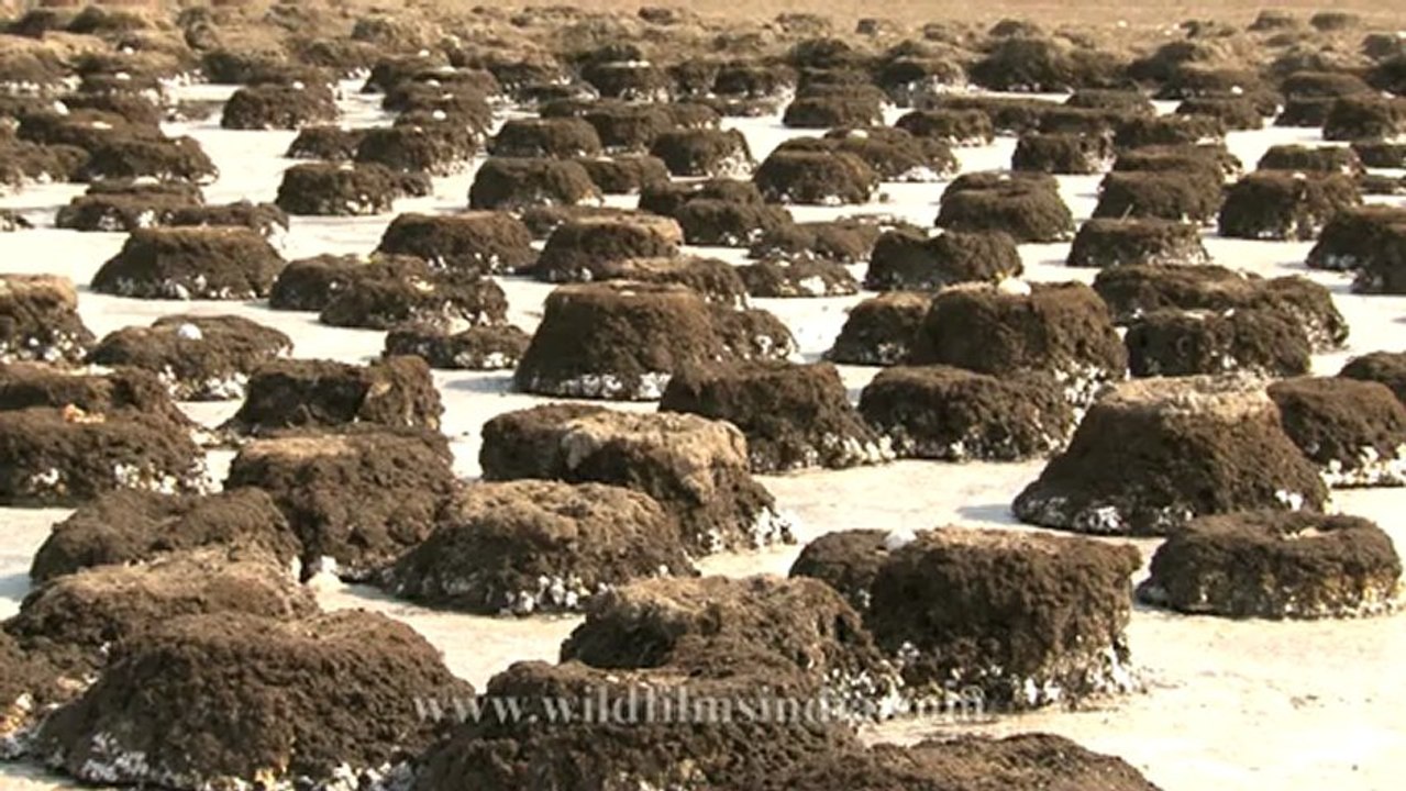 Flamingo nests-3.mov
