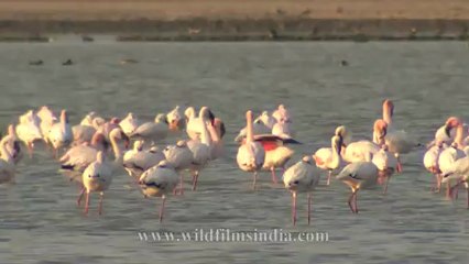 Flamingoes-1.mov