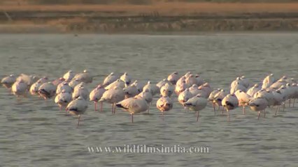Flamingoes-2.mov