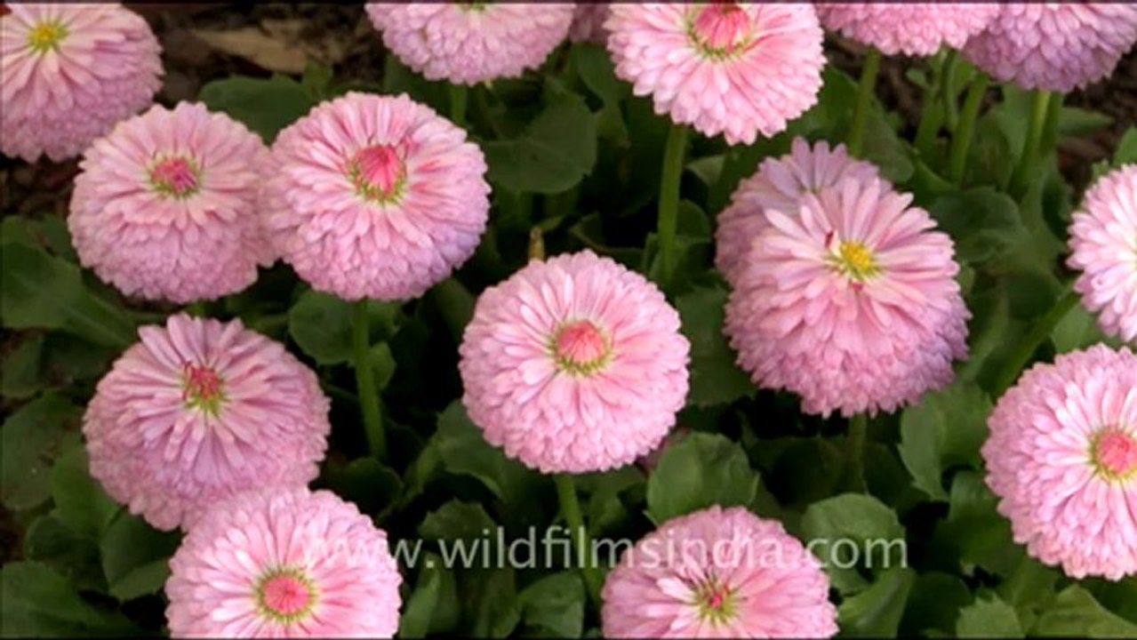 Flowers in landour_1.mov