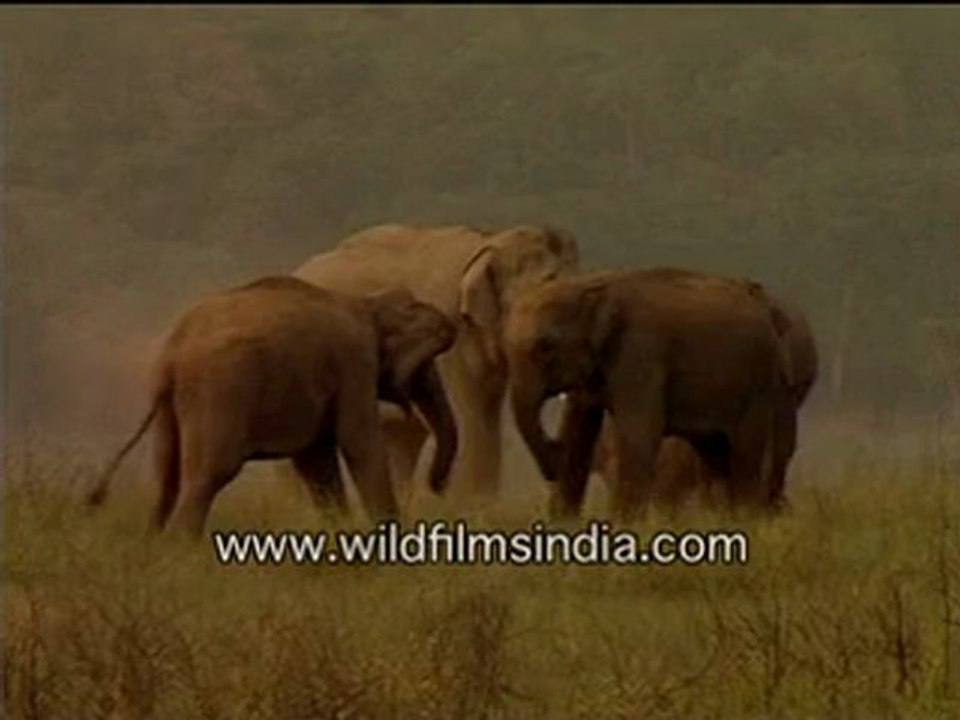 Fun time for elephants