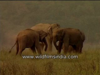 Fun time for elephants