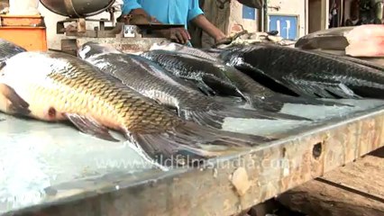 Goat eating fish.mov