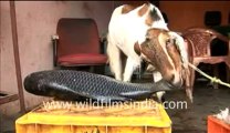 Goat eating fish_2-MPEG-4 800Kbps.mp4