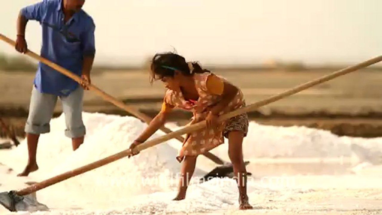 Gujarat-Salt making-2.mov